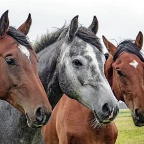 HEILPÄDAGOGISCHES REITEN